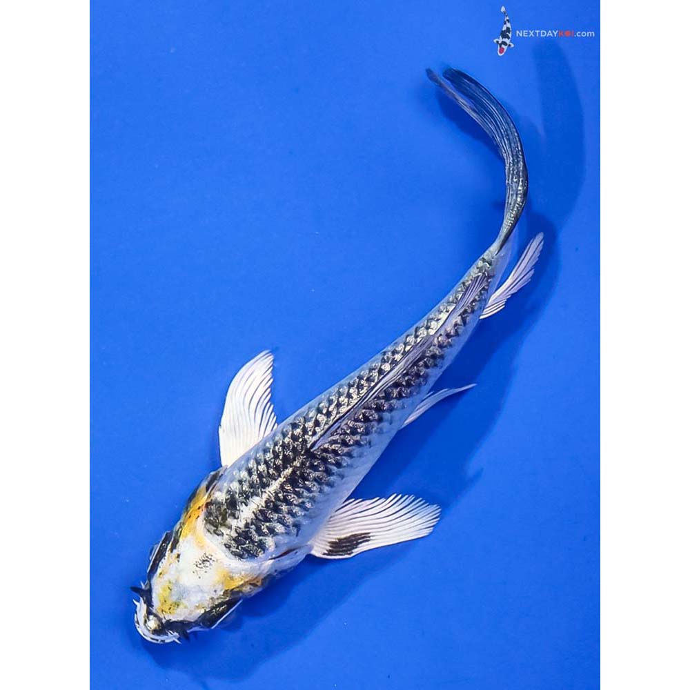 4” Imported Kujaku Butterfly Koi - Image 5