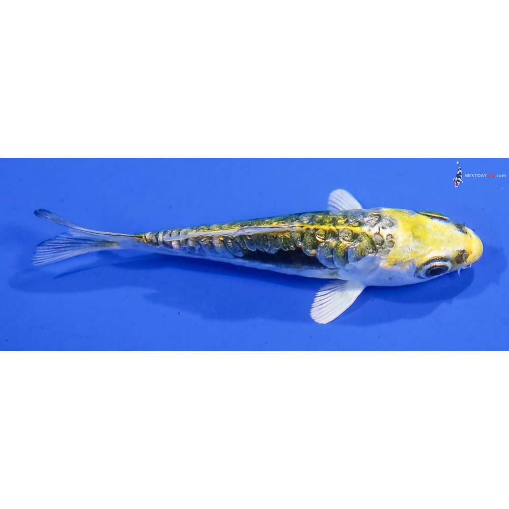 3.5” Imported Gin Rin Kin Kikokuryu - Image 2