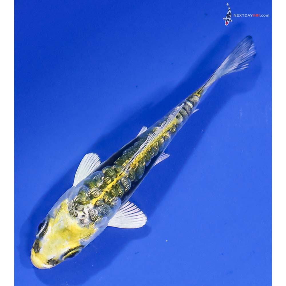 3.5” Imported Gin Rin Kin Kikokuryu - Image 5