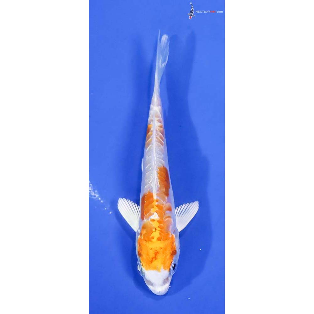 4” Imported Kikusui