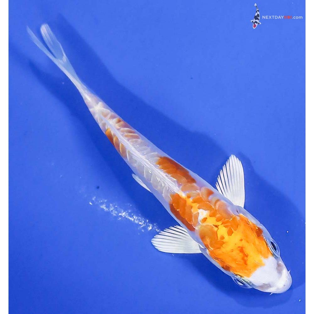 4” Imported Kikusui - Image 3