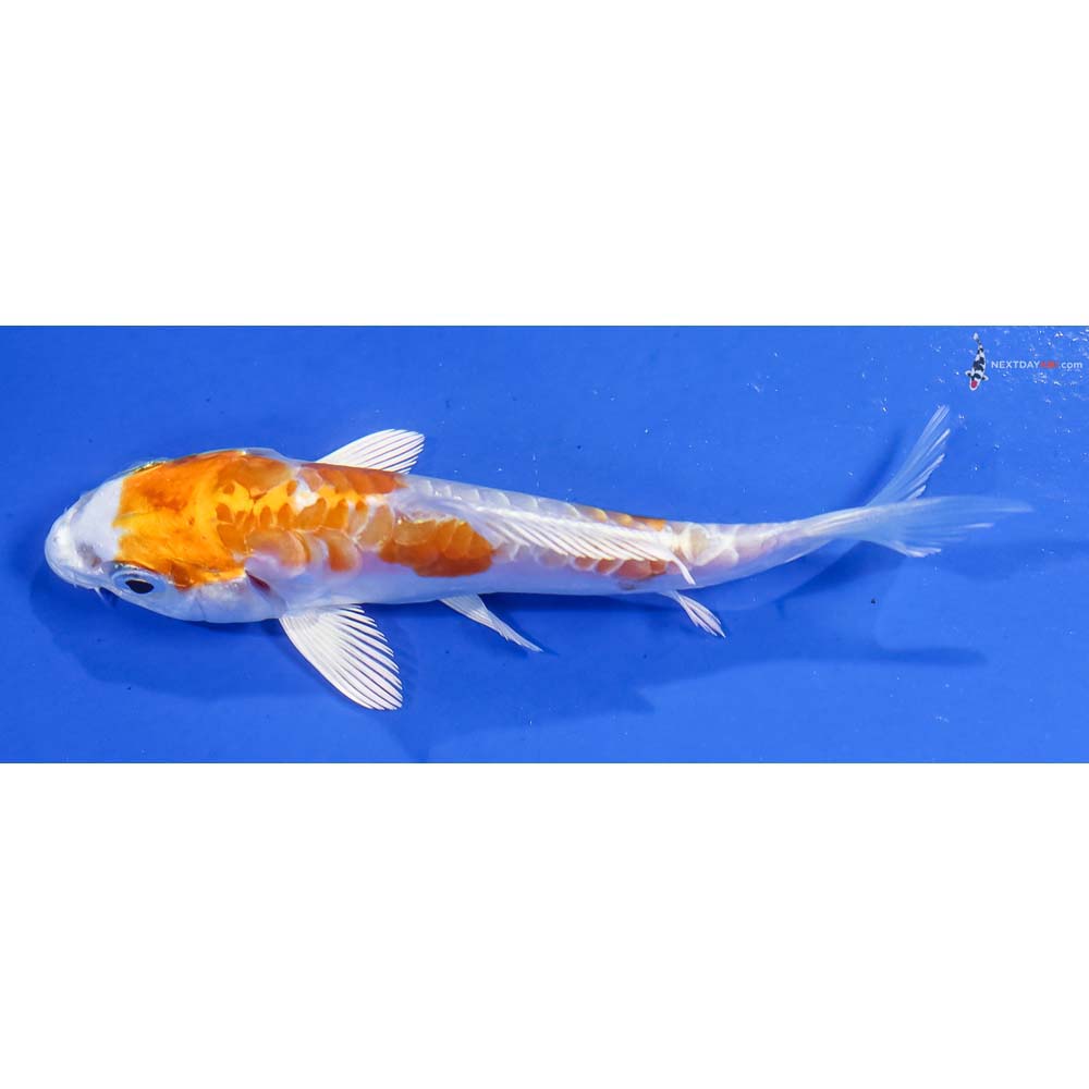 4” Imported Kikusui - Image 4