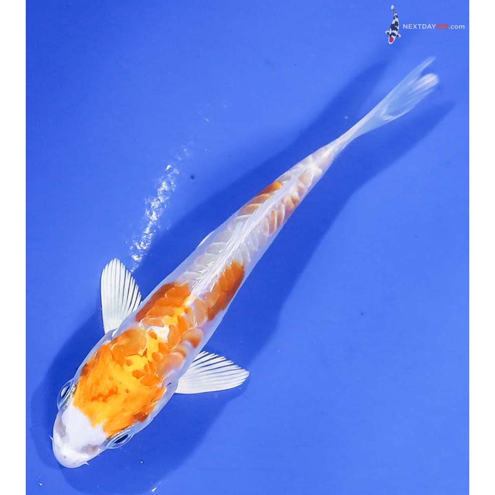 4” Imported Kikusui - Image 5