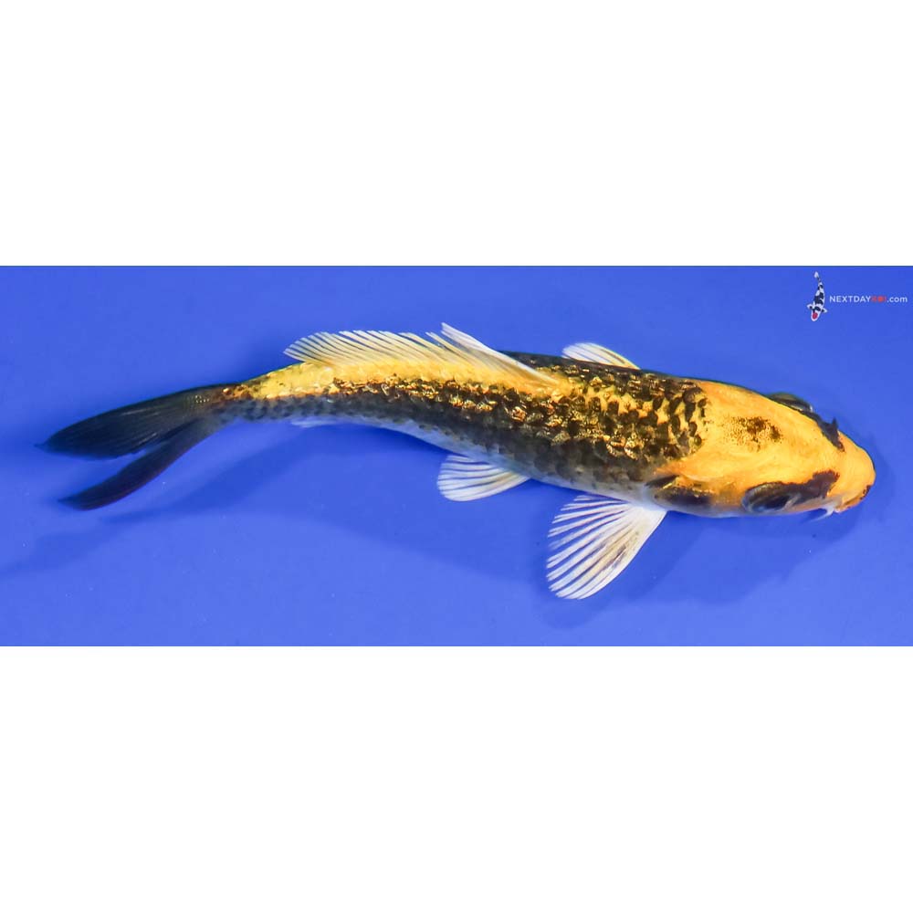 4” Imported Gin Rin Ki Matsuba - Image 2