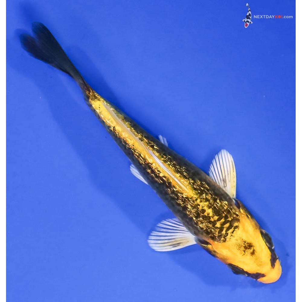 4” Imported Gin Rin Ki Matsuba - Image 3