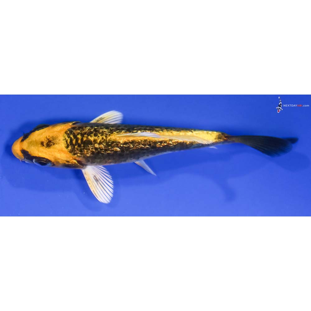 4” Imported Gin Rin Ki Matsuba - Image 4