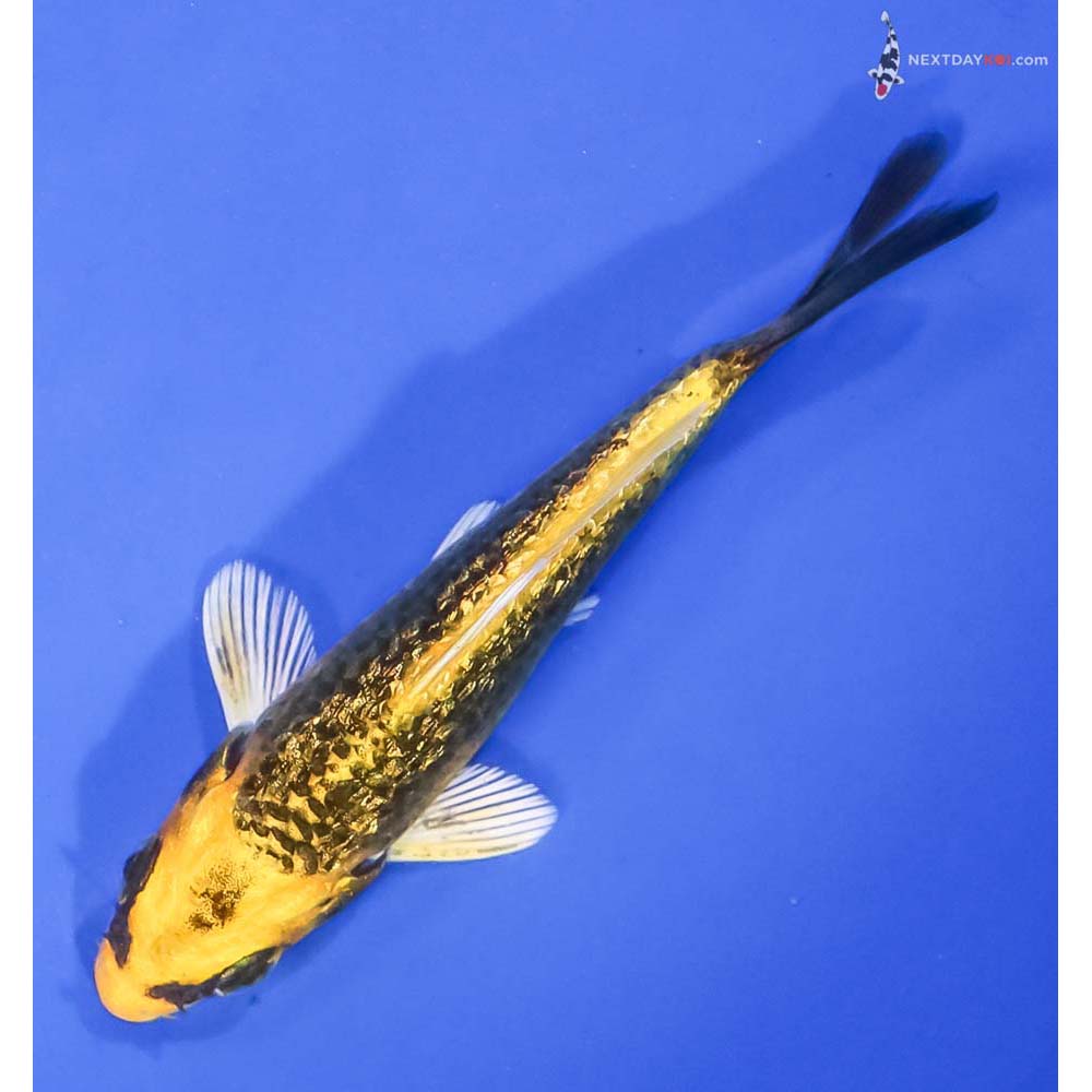 4” Imported Gin Rin Ki Matsuba - Image 5