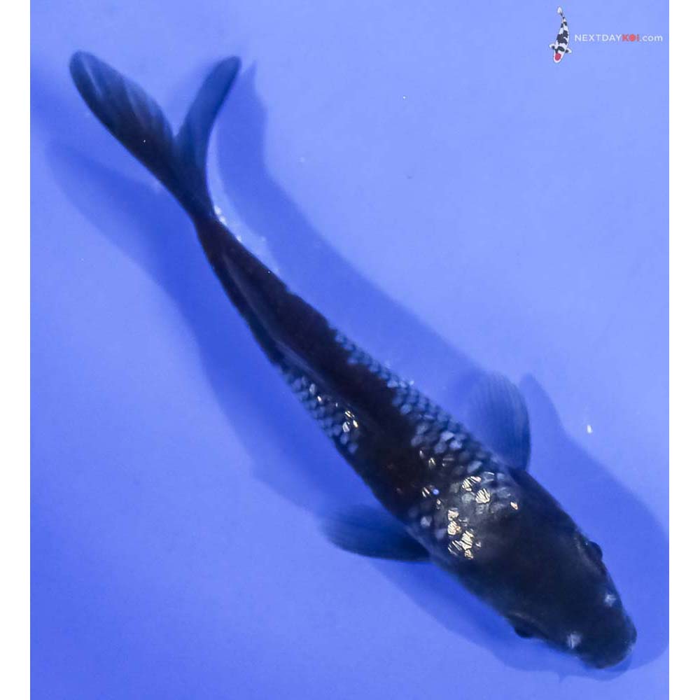 4” Imported Gin Rin Ochiba Shigure - Image 3