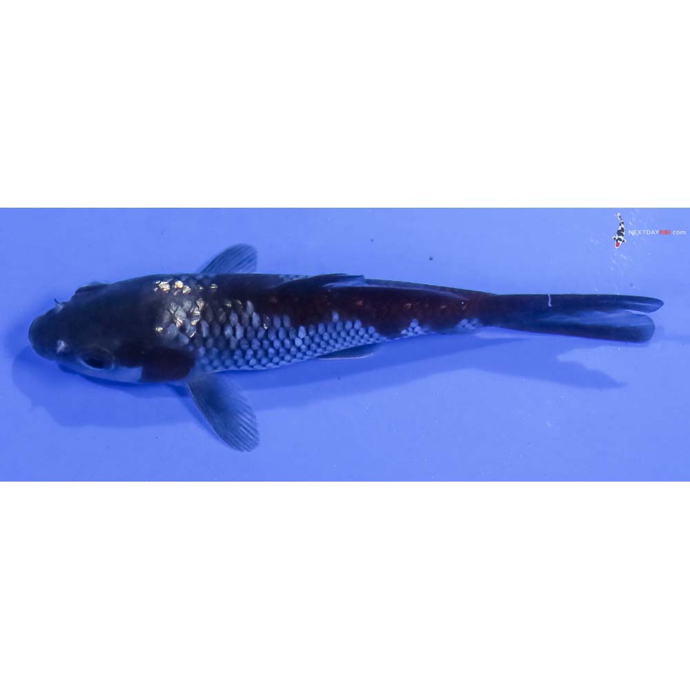 4” Imported Gin Rin Ochiba Shigure - Image 4