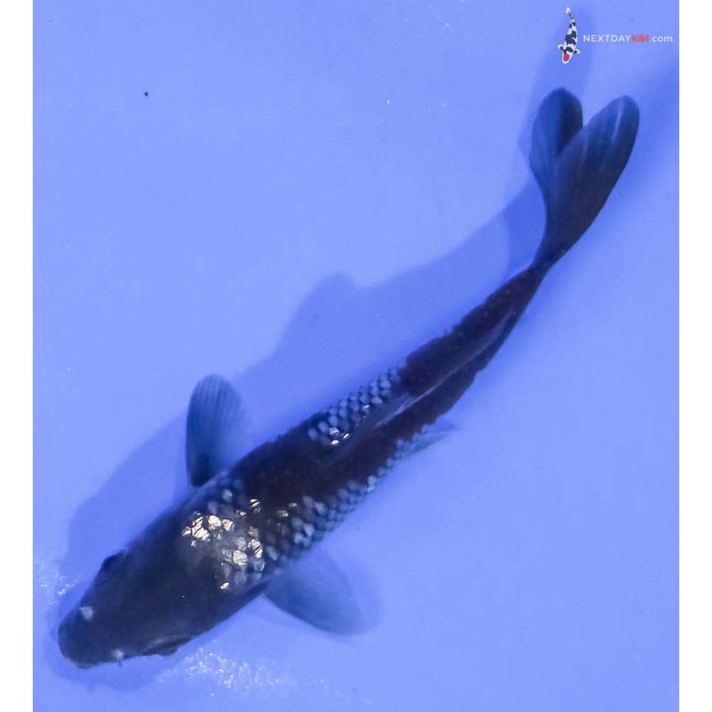 4” Imported Gin Rin Ochiba Shigure - Image 5