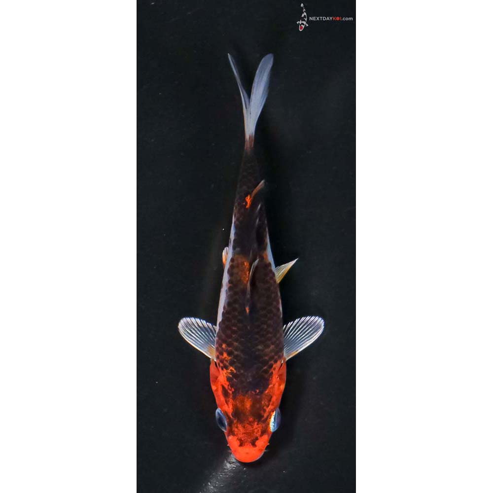 4” Imported Goromo