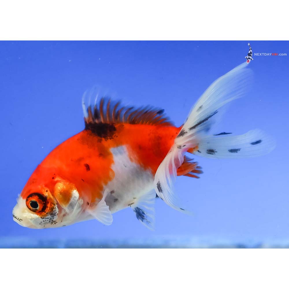 3.5” Imported Calico Wakin - Image 3