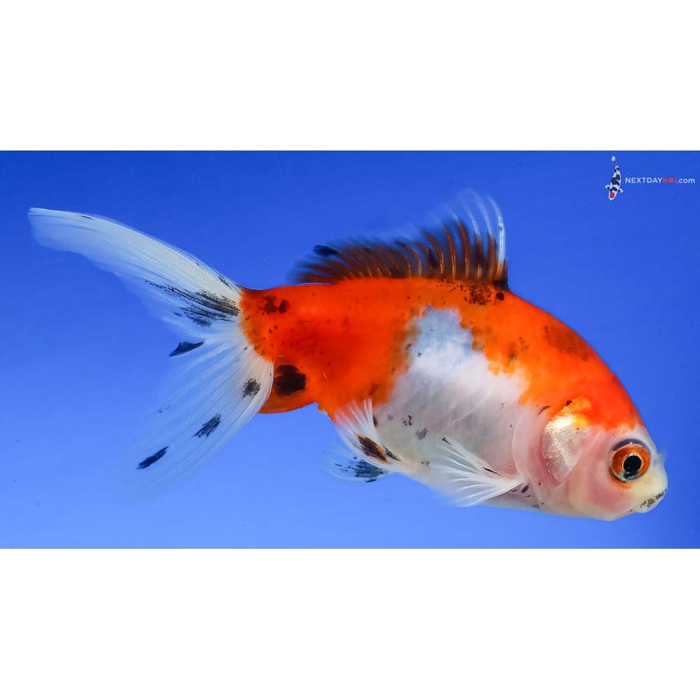 3.5” Imported Calico Wakin - Image 4