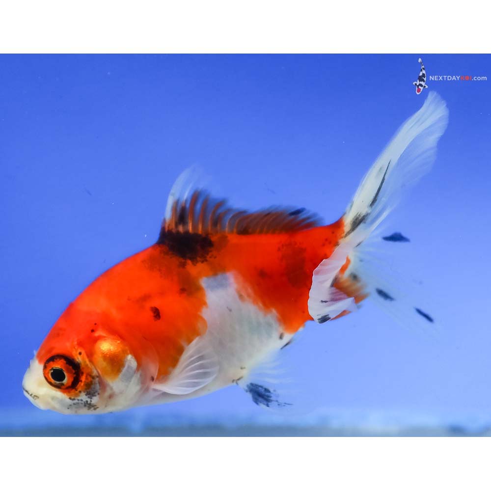 3.5” Imported Calico Wakin - Image 5