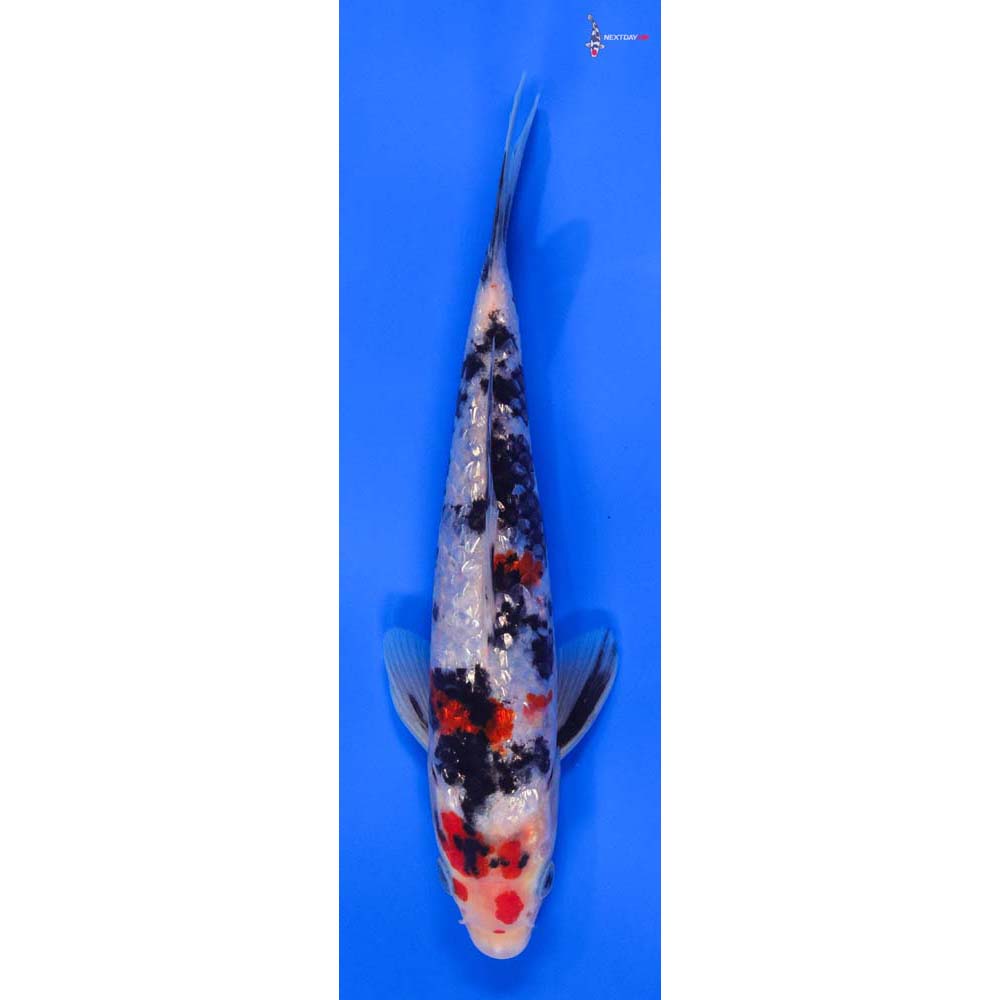 8” Imported Gin Rin Sanke