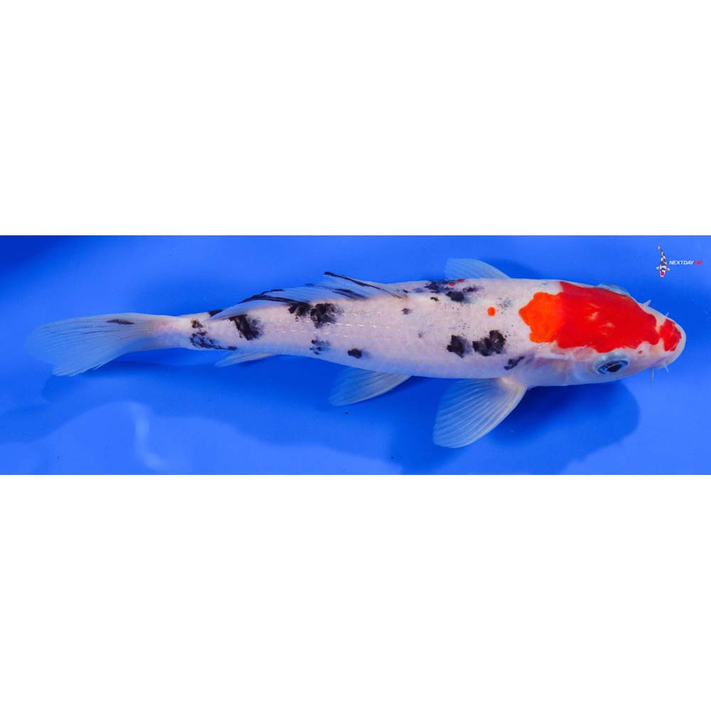 8” Imported Sanke - Image 2