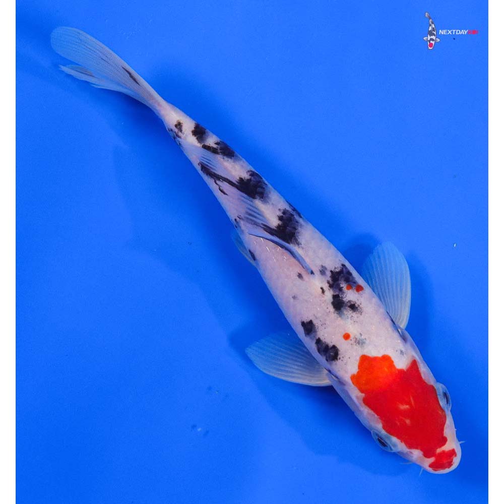 8” Imported Sanke - Image 3