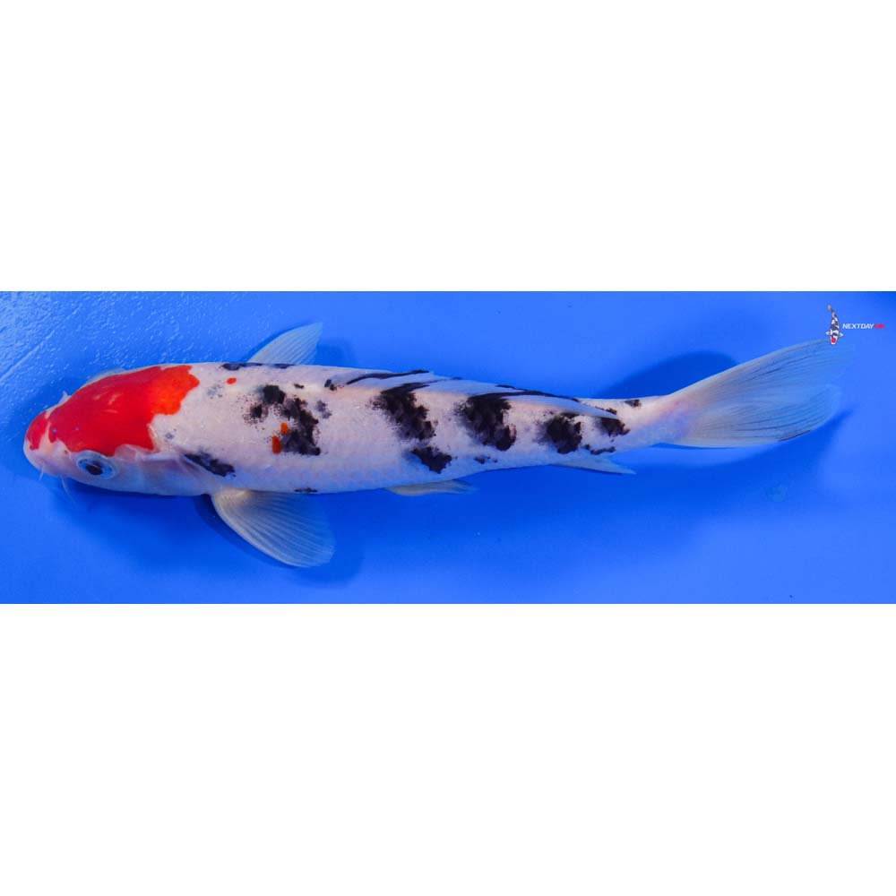 8” Imported Sanke - Image 4