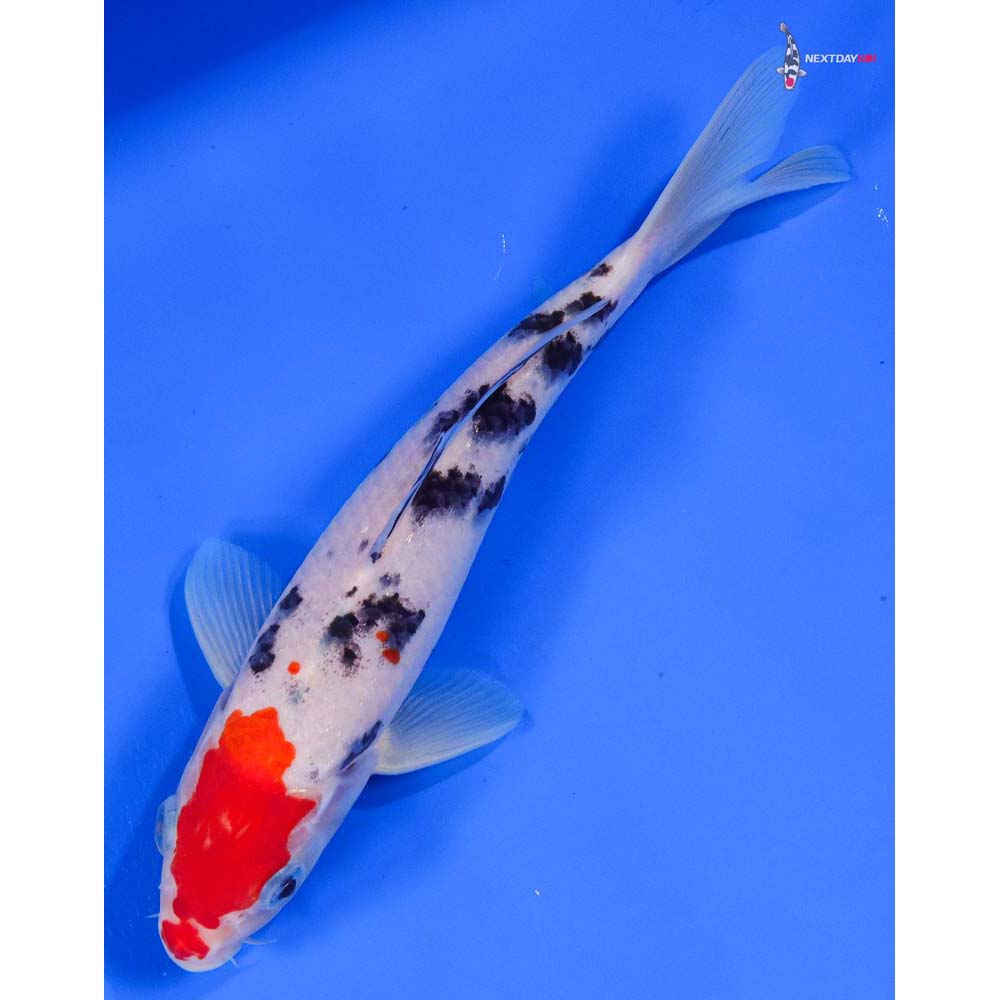 8” Imported Sanke - Image 5