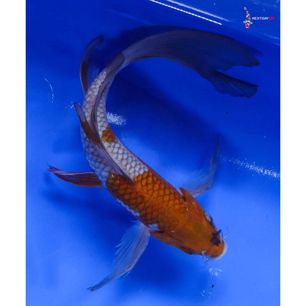 8” Imported Ochiba Shigure Butterfly Koi
