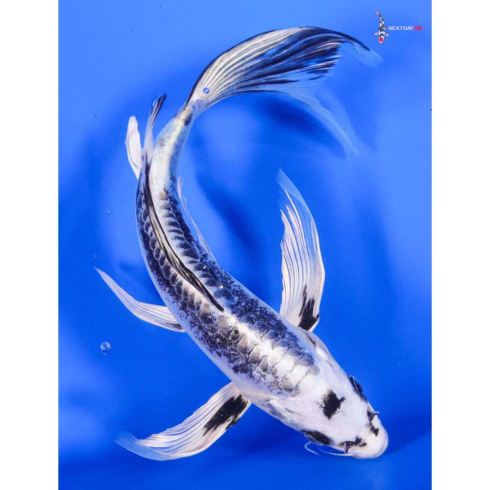 7.5” Imported Kikokuryu Butterfly Koi