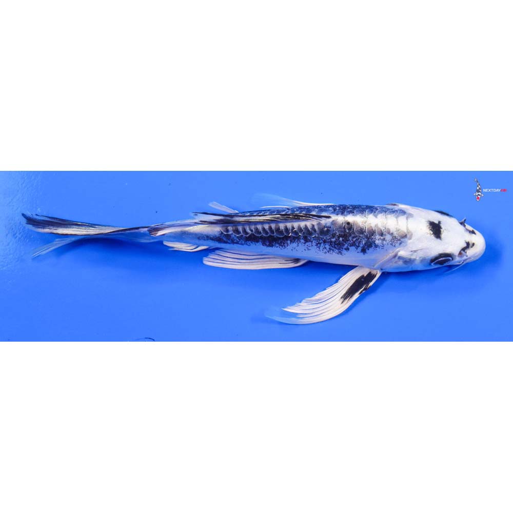 7.5” Imported Kikokuryu Butterfly Koi - Image 2