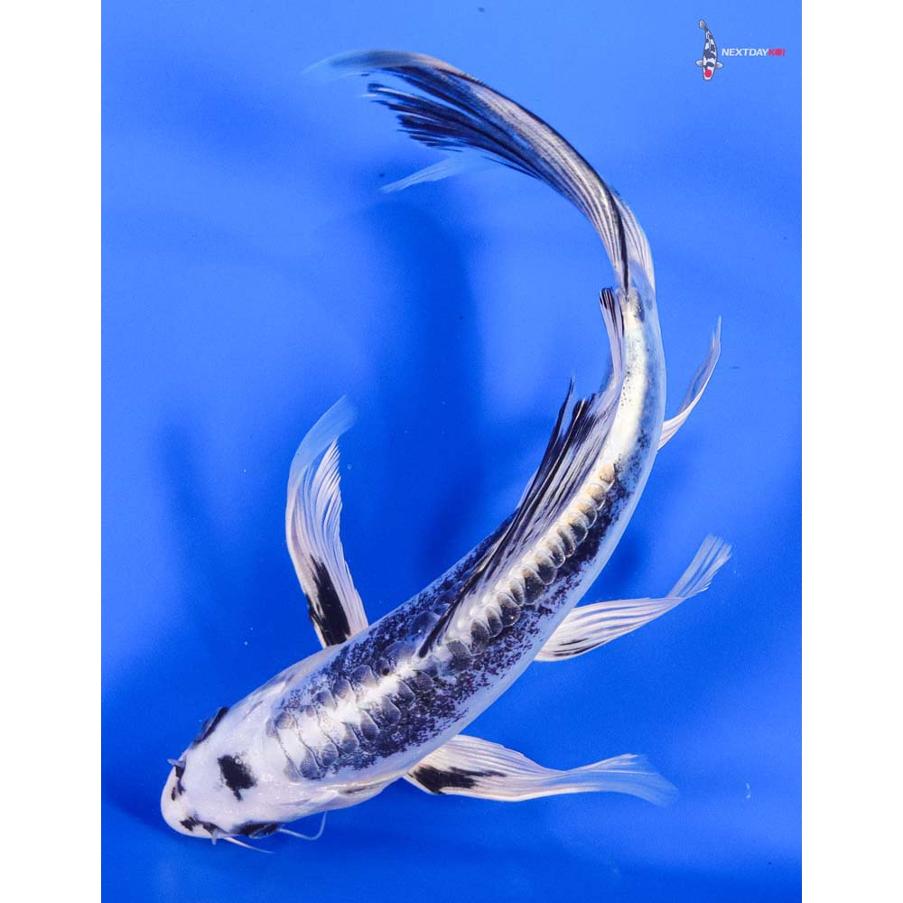 7.5” Imported Kikokuryu Butterfly Koi - Image 3