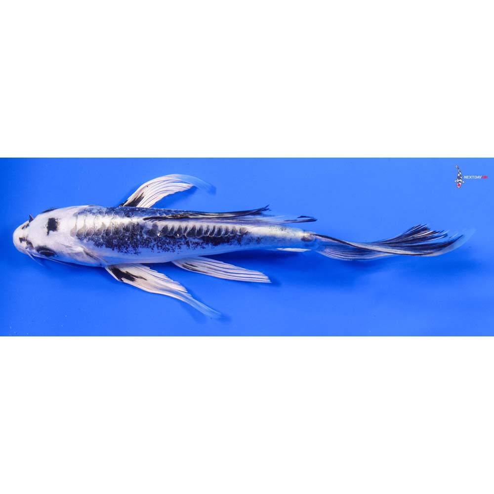 7.5” Imported Kikokuryu Butterfly Koi - Image 4