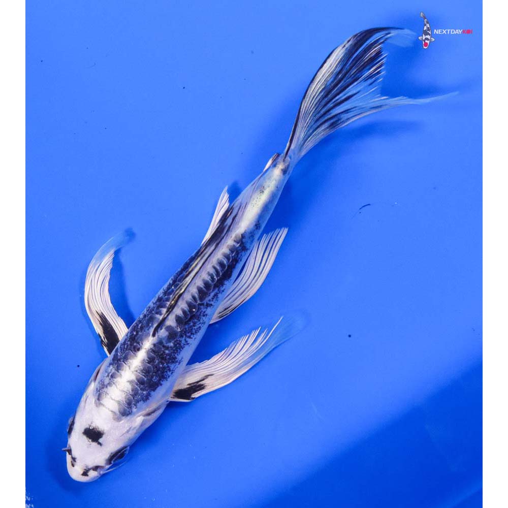 7.5” Imported Kikokuryu Butterfly Koi - Image 5