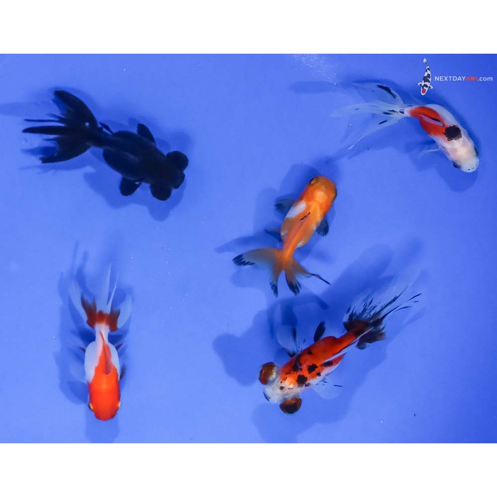 Lot of (5) 2-2.5” Imported Assorted Fantail