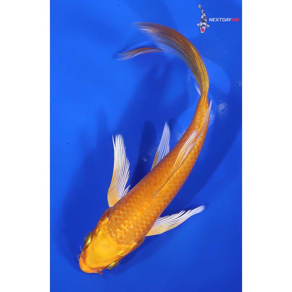 5” Imported Orenji Ogon Butterfly Koi