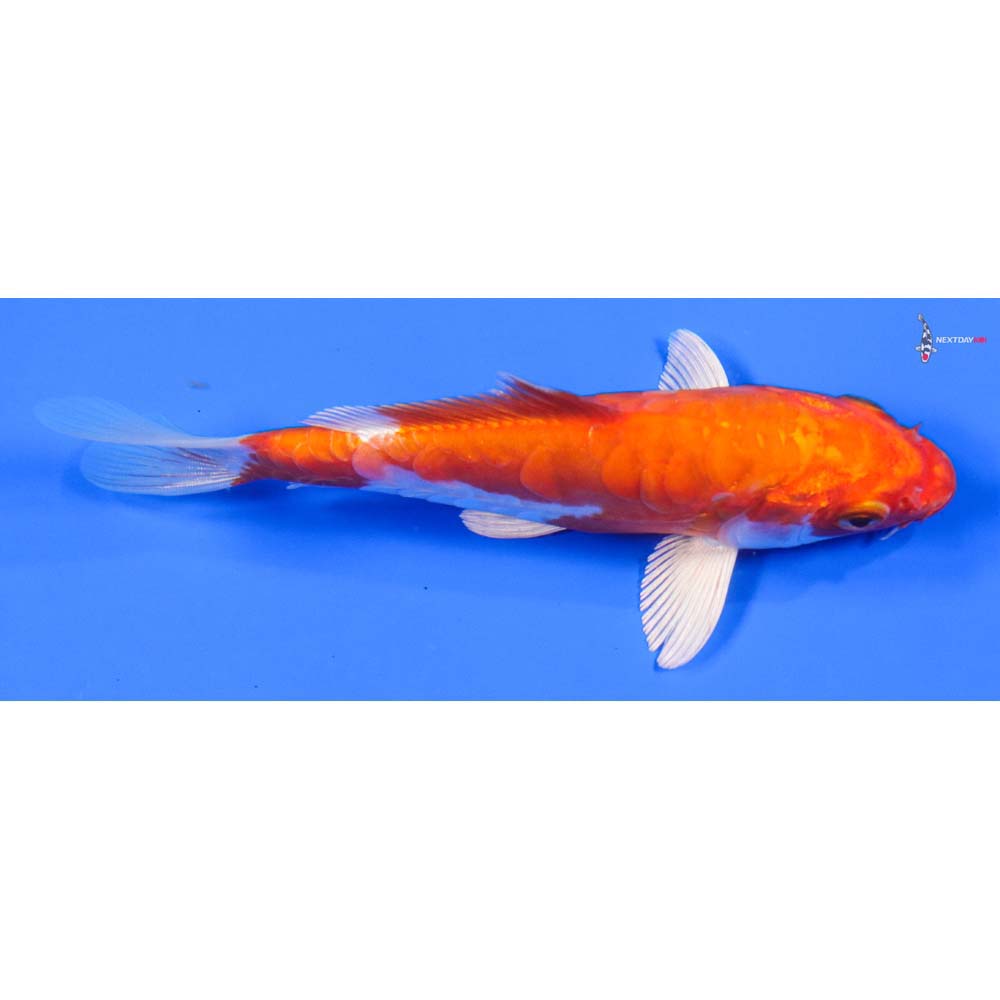 5.5” Imported Kikusui - Image 2