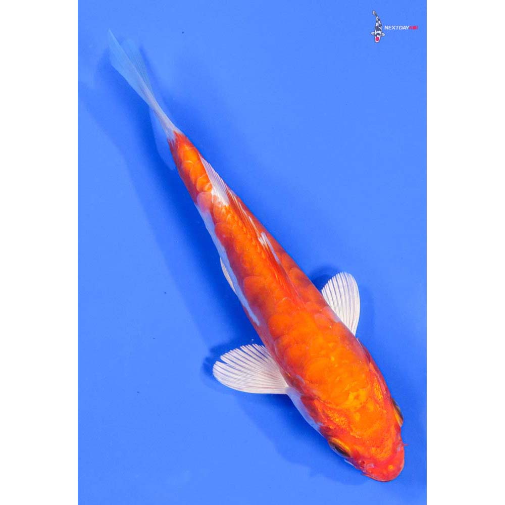 5.5” Imported Kikusui - Image 3