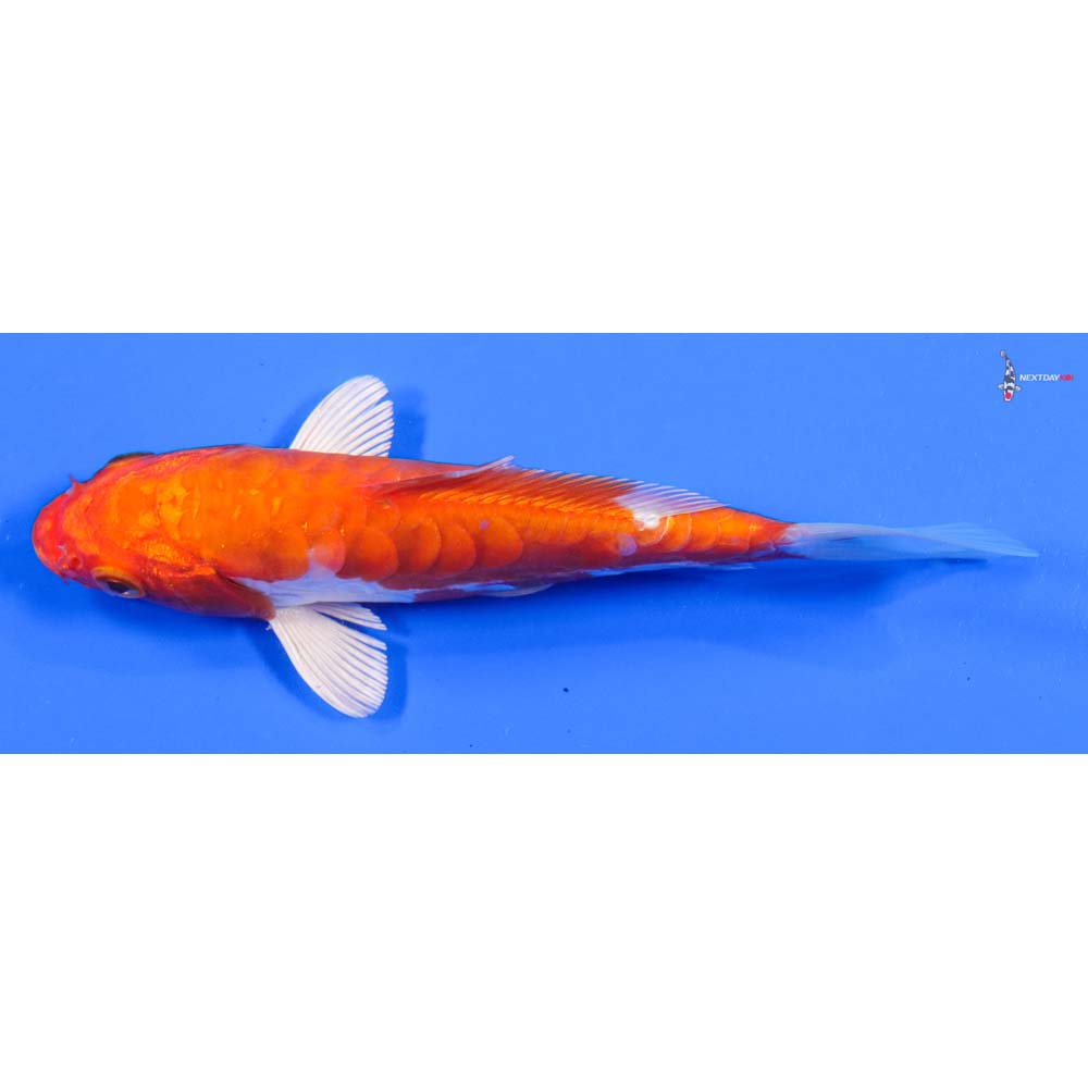 5.5” Imported Kikusui - Image 4