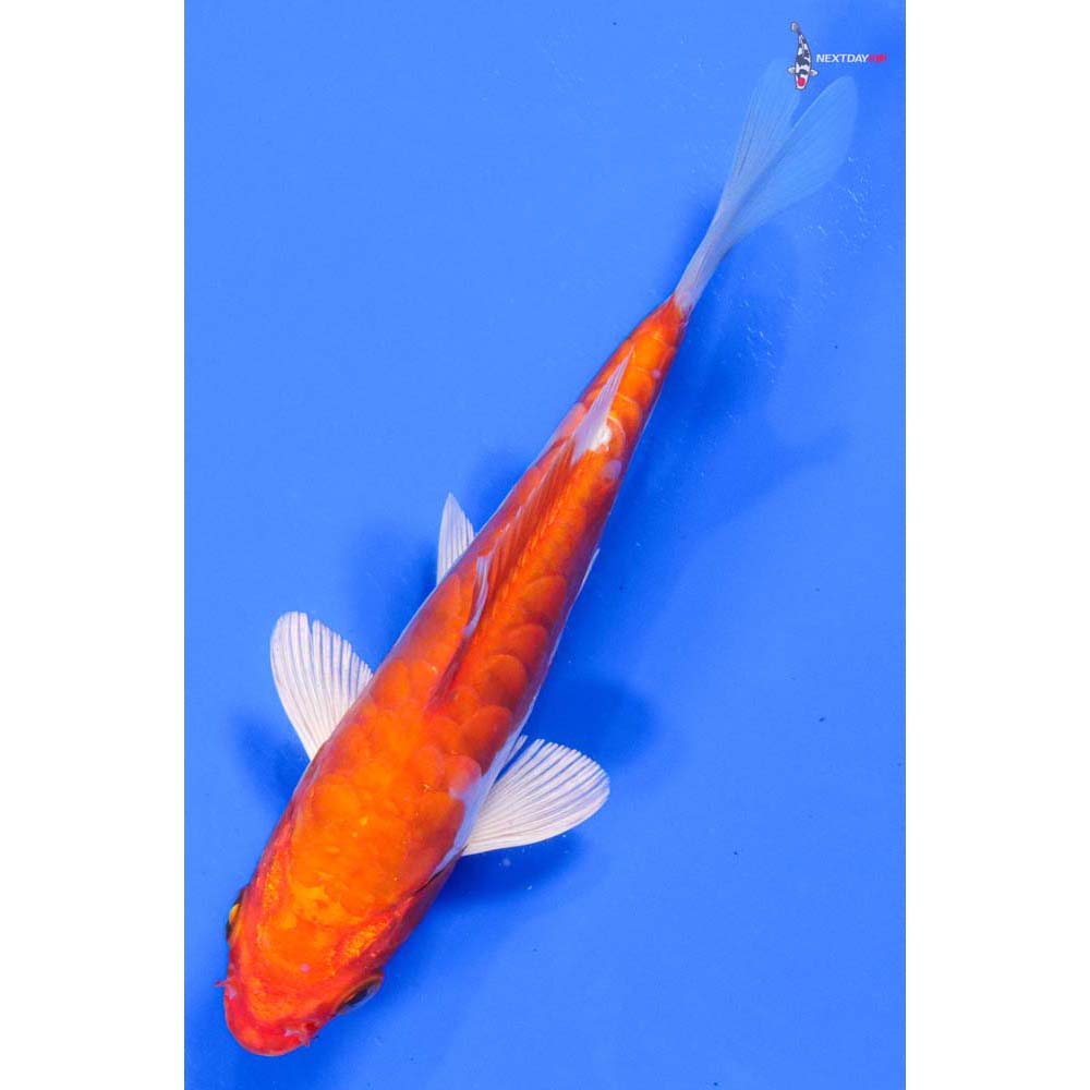 5.5” Imported Kikusui - Image 5