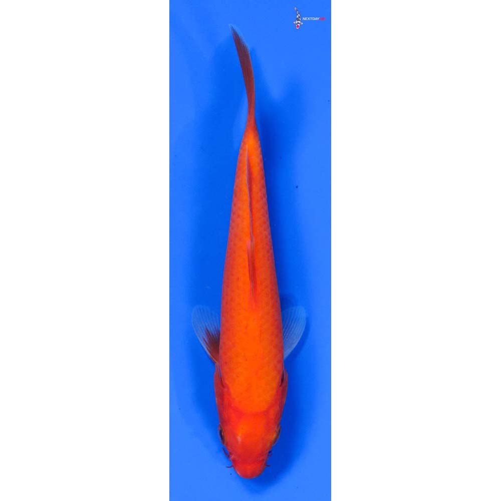 6” Imported Chagoi