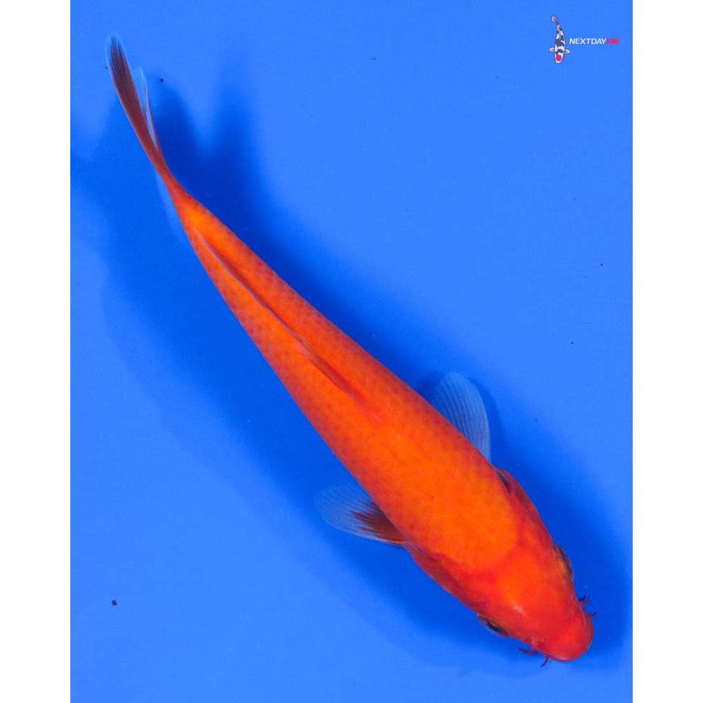 6” Imported Chagoi - Image 3