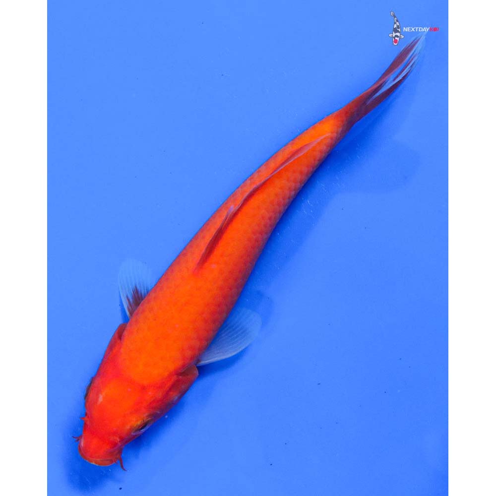 6” Imported Chagoi - Image 5