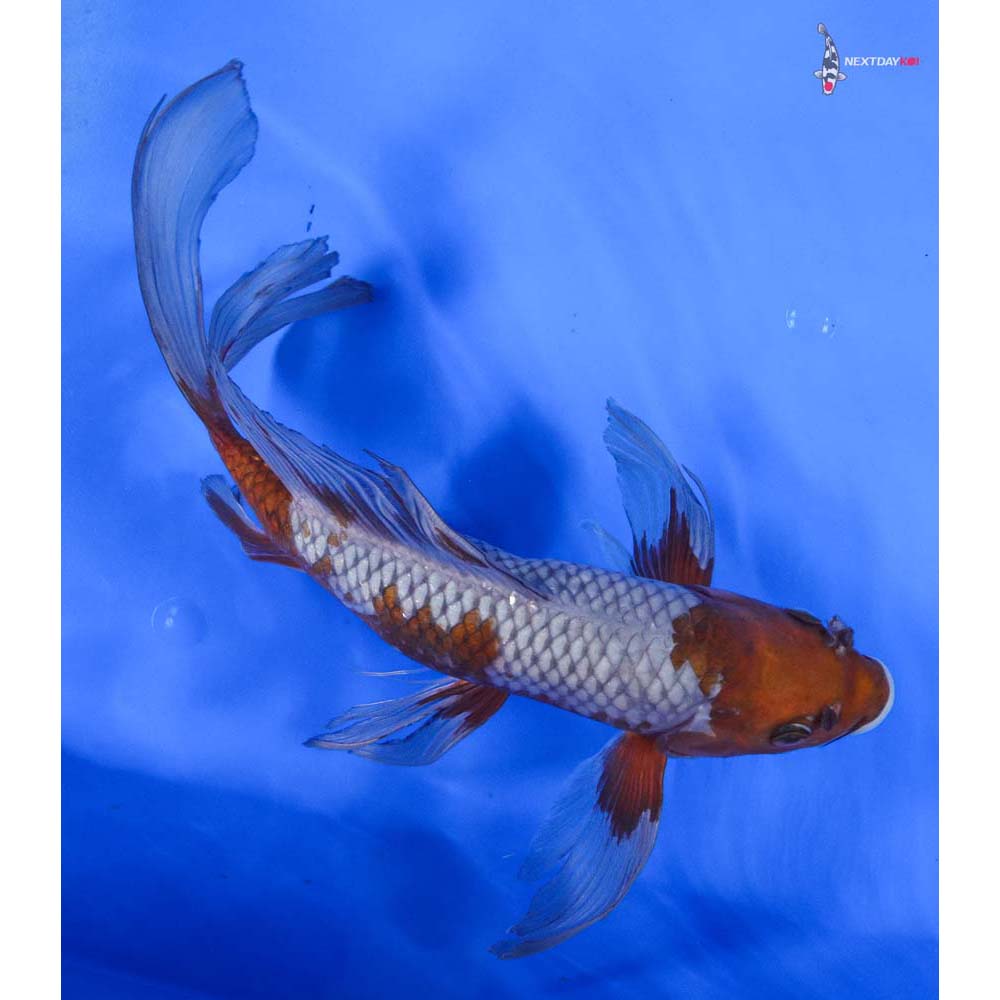 13” Imported Ochiba Shigure Butterfly Koi