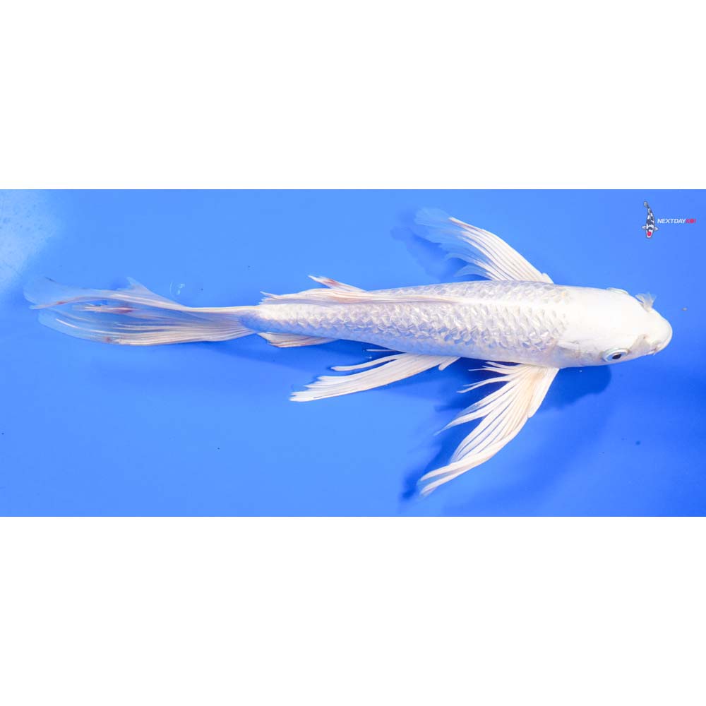 13” Imported Gin Rin Platinum Ogon Butterfly Koi - Image 2