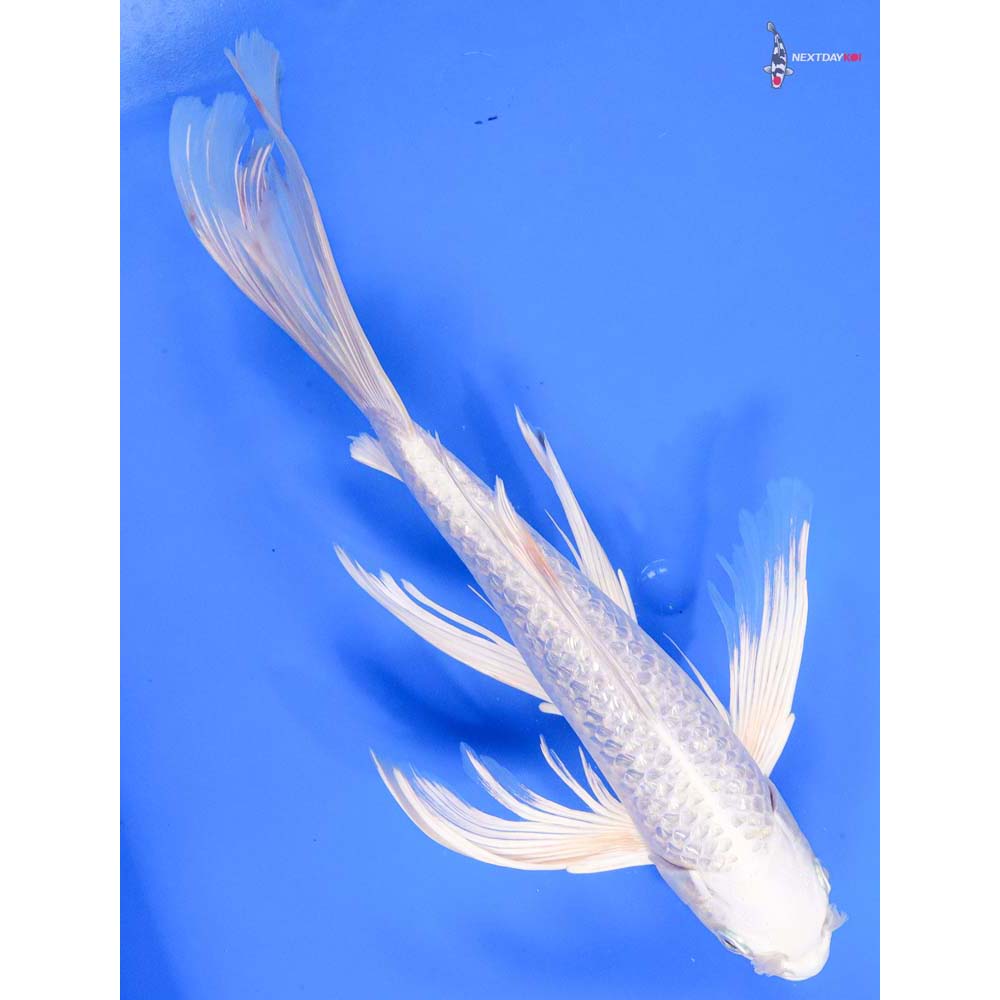 13” Imported Gin Rin Platinum Ogon Butterfly Koi - Image 3