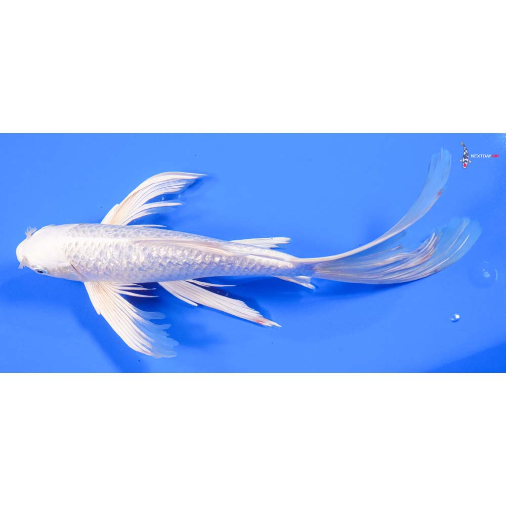 13” Imported Gin Rin Platinum Ogon Butterfly Koi - Image 4