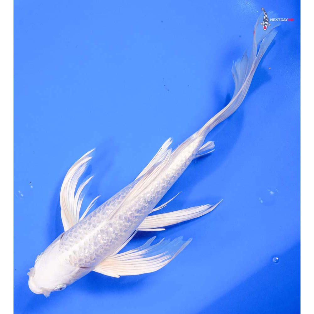 13” Imported Gin Rin Platinum Ogon Butterfly Koi - Image 5
