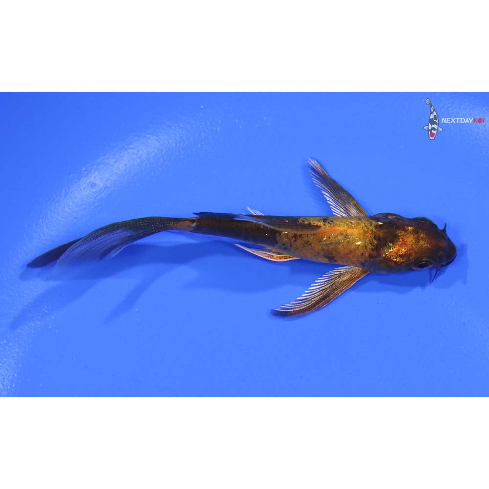 3.5” Imported Kin Hi Utsuri Butterfly Koi - Image 2