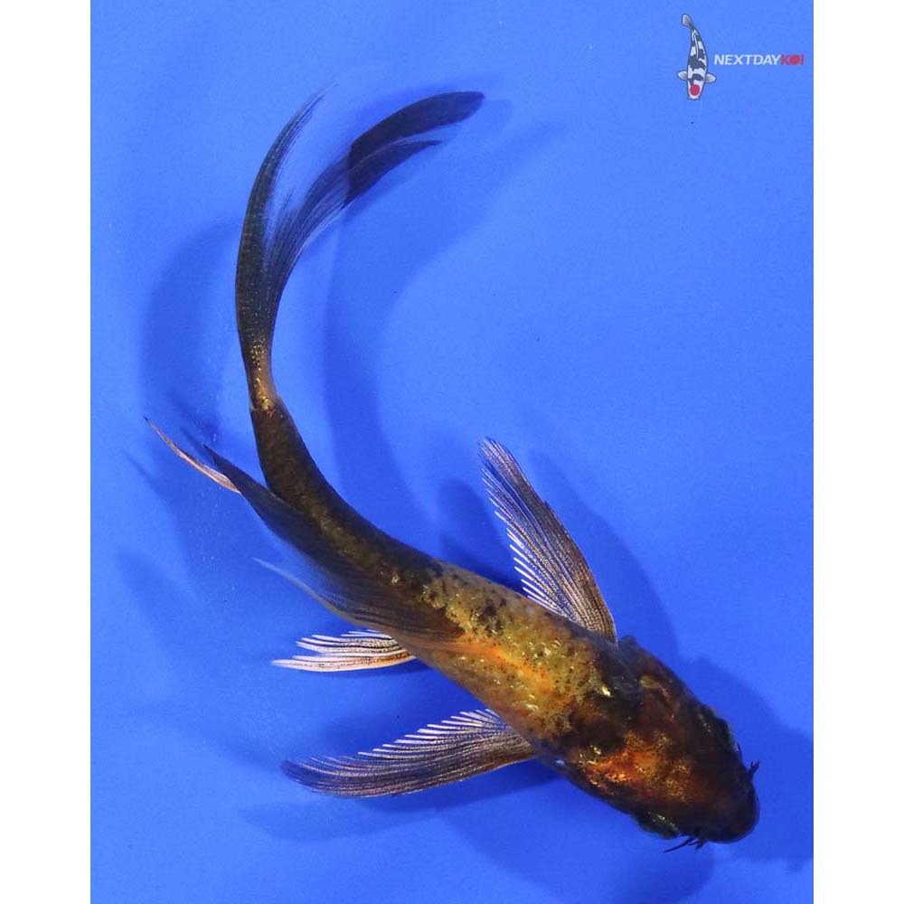 3.5” Imported Kin Hi Utsuri Butterfly Koi - Image 3