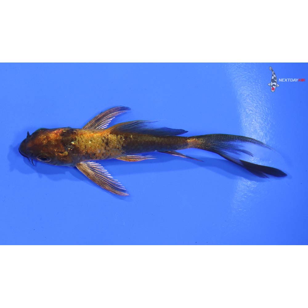 3.5” Imported Kin Hi Utsuri Butterfly Koi - Image 4