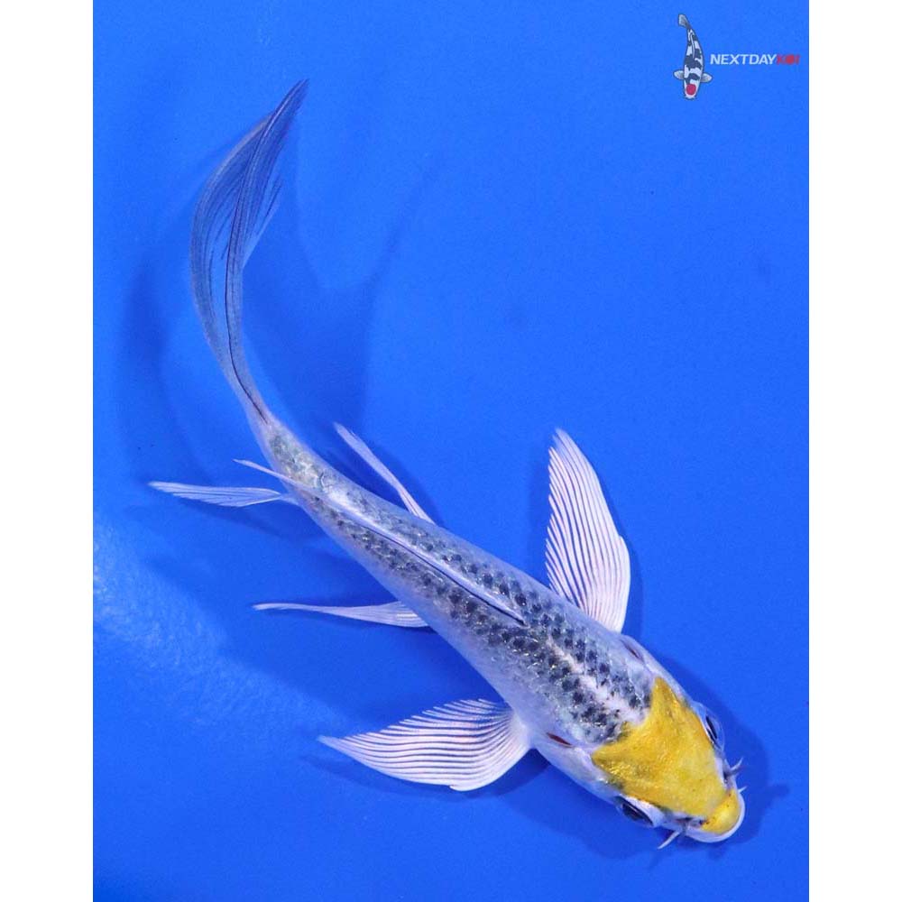 3.5” Imported Kujaku Butterfly Koi