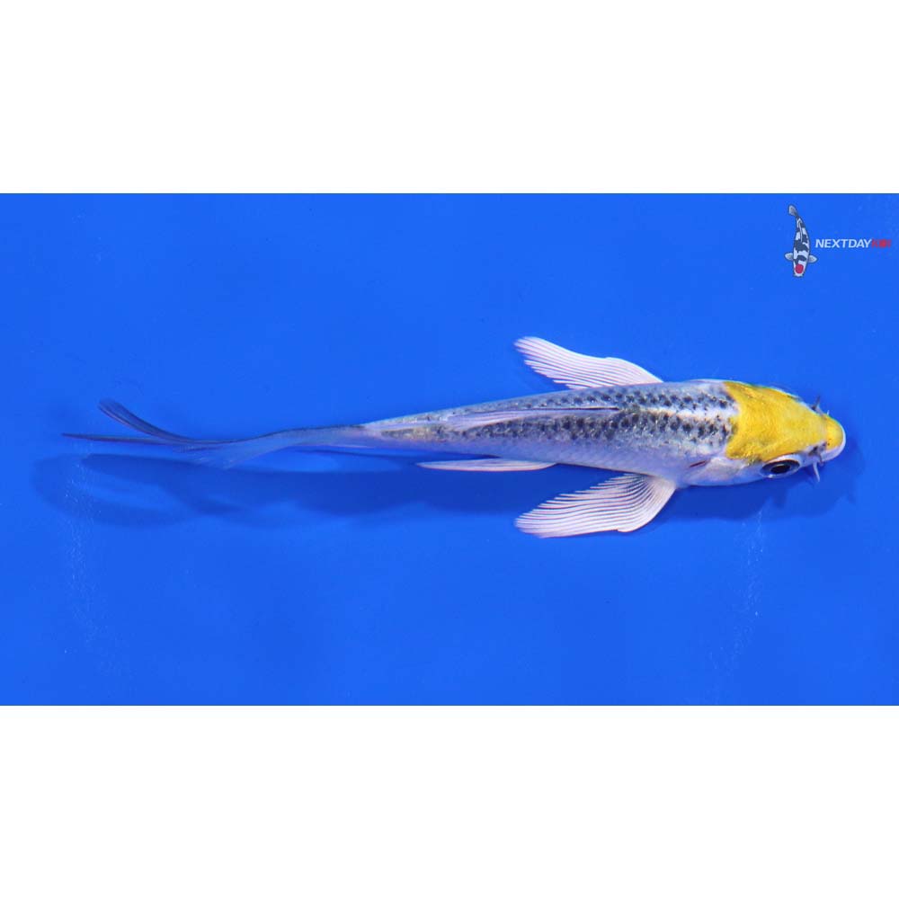 3.5” Imported Kujaku Butterfly Koi - Image 2