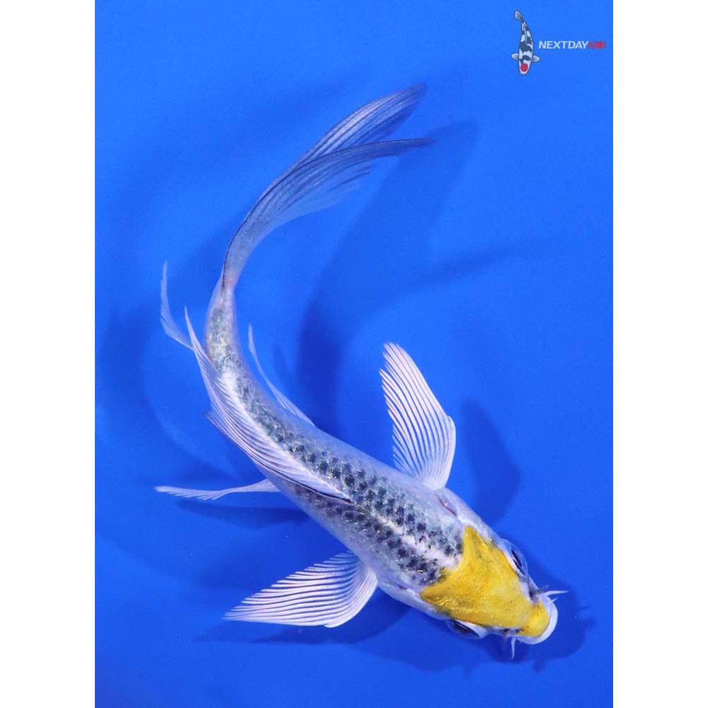 3.5” Imported Kujaku Butterfly Koi - Image 3
