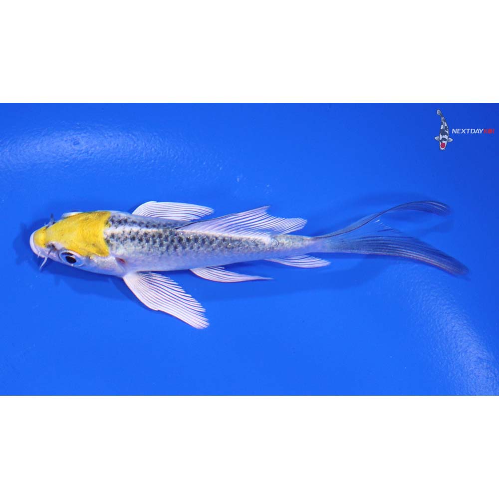 3.5” Imported Kujaku Butterfly Koi - Image 4